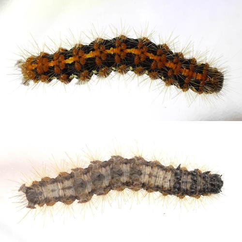 Euplagia quadripunctaria